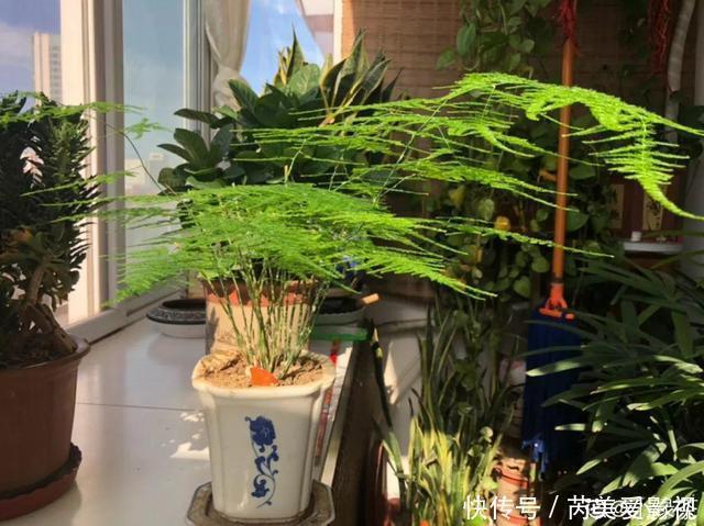 人养花,花也养人,这15种花,越养家里越干净