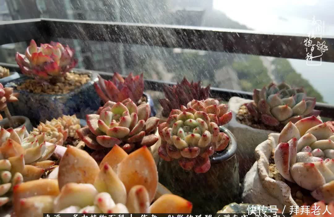 养多肉,我们到底养的是什么?