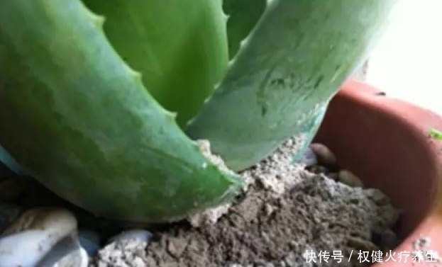 肥料|浇水时加点小东西，植物用了呼呼长，连肥料都省了！