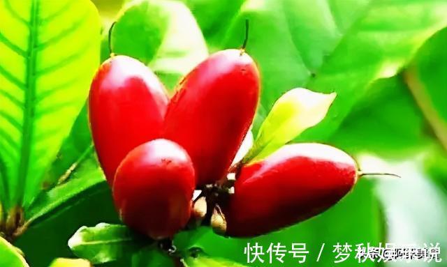变味果|它被称为“神秘果”一斤500元，曾是国宝级珍稀植物，你吃过吗