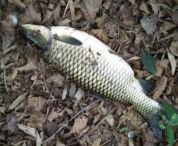 钓草鱼鱼口不佳，不妨试试这款水果窝料，制作简单钓草鱼有奇效