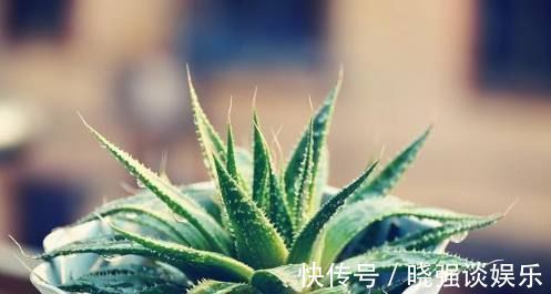 芦荟|这3种花好看又好养，10天半月不浇水，也照样开花爆盆