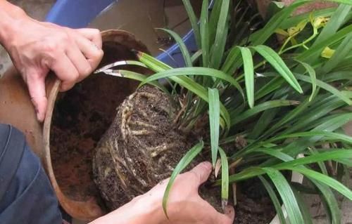  盆栽植物|养花：保证养一盆旺一盆？更换盆栽土添上这个好东西，没问题