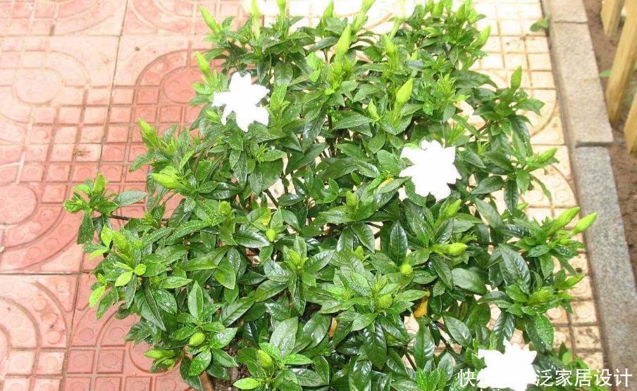 光照|栀子花其实不难养,盆栽注意3点,叶子油绿开花勤