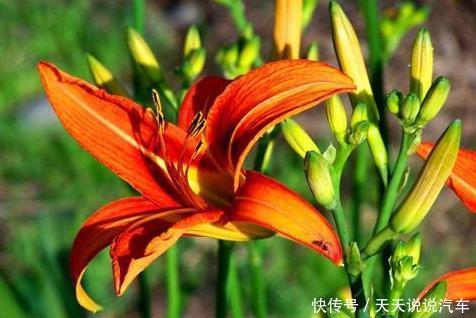 新手养护花卉,就养沾土活,见光旺的花卉,好养易活!