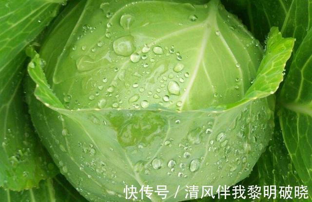包菜挑“重”好还是“轻”好,很多人选错了,难怪不脆不新鲜!