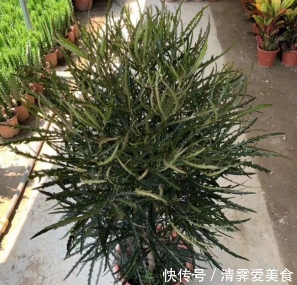 花卉叫法不一样,尤其在养花知识的传播上往往容易让新手产生误解