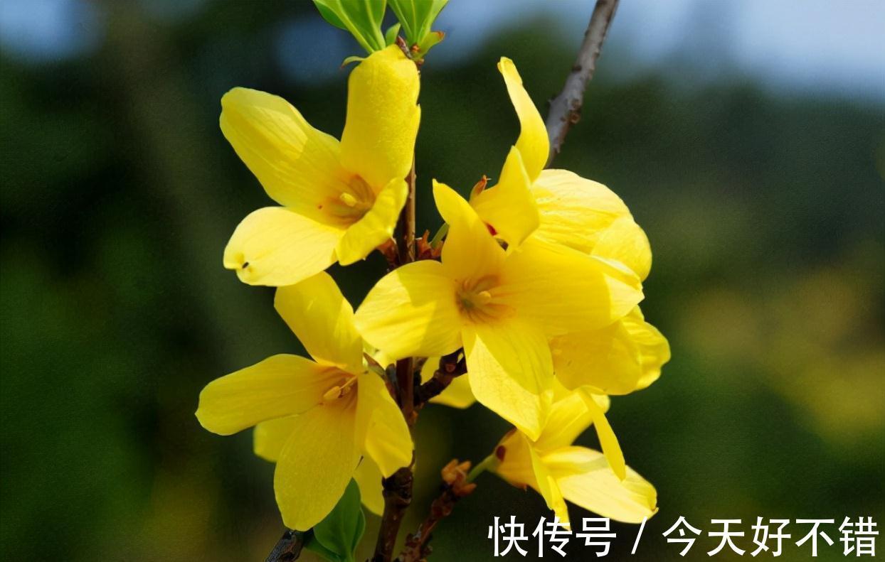 果实|它叫连翘,像极了迎春花,目前百元1公斤,山中遇到请珍惜