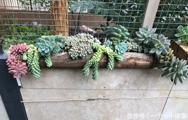 多肉盆栽:强迫症养多肉,必须整整齐齐,一颗也不能乱