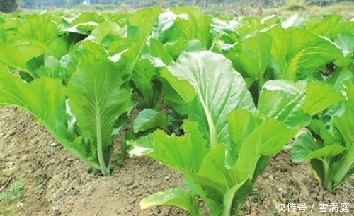 解除|入冬，不妨多吃此蔬菜，能提神醒脑，解除疲劳，预防便秘