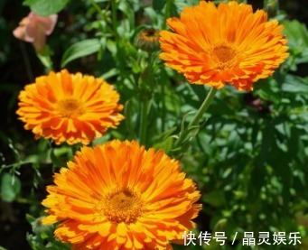 家养“金盏花”,开花金灿灿,一开150天,比菊花好看,好养易活