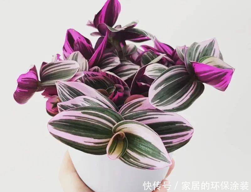 吊兰|诗情画意的网红鸭跖草,油画吊兰这么养护,叶片清丽脱俗如画卷