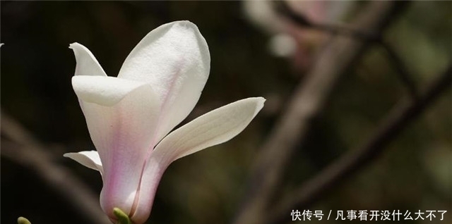 木兰|早春辛夷花六首：空庭向晚春微雨，红胭脂染小莲花