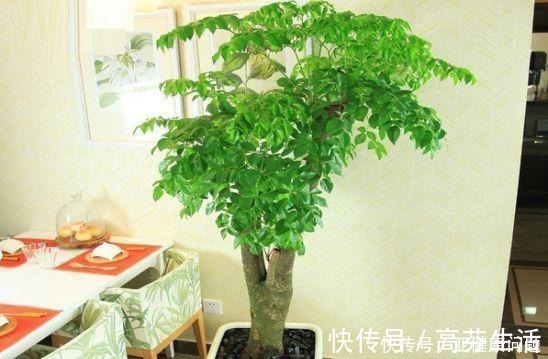 通风度|幸福的家里，就该养盆“幸福树”，四季常青，9月开出幸福花！
