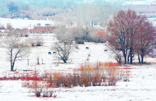 云南|【图说新疆】新疆青河：琼英四野点芳华
