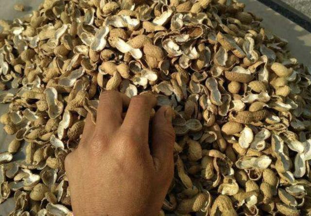 营养液|什么颗粒肥、营养液，也不如“2种壳”，花盆里埋10个，根系壮