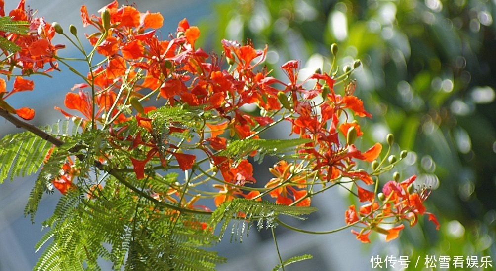 此花是代表了离别和思念的花,是夏日的分别,也是夏日的悲伤