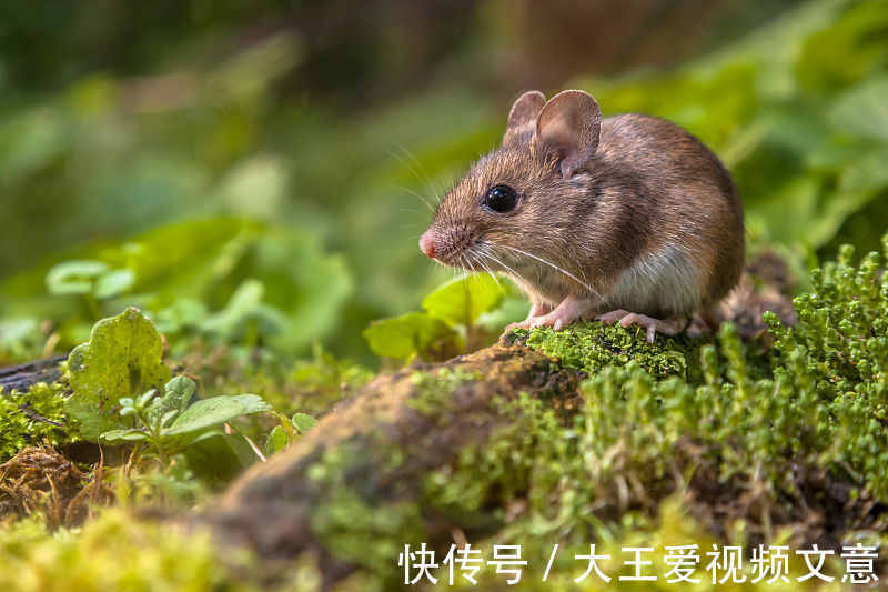 运势|属鼠人注意了,未来几天中大发横财,腰缠万贯