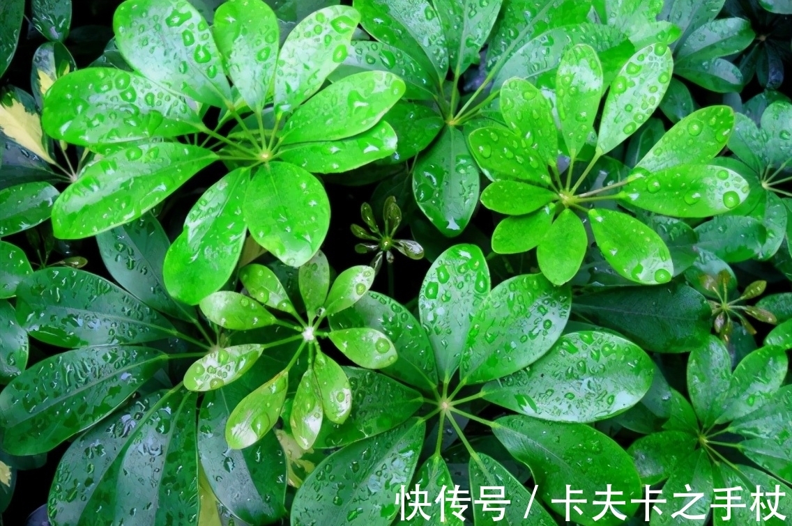 养鸭掌木也需要“技巧”,春天养护用对了,才能枝繁叶茂