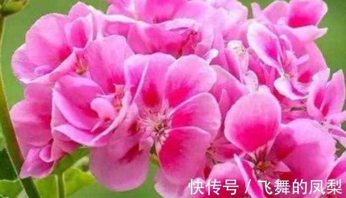 开花花|4种“好养花”,随便一养就爆盆,惹人喜爱,可全年循环开花