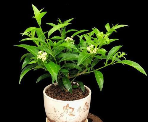 室内养殖花草，该注意哪些？挑选什么品种合适？