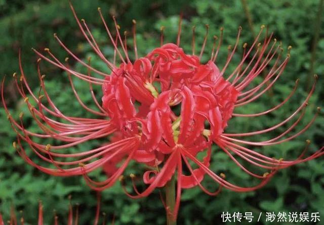 彼岸花如此美艳，却被日本人视为幽冥之花，深扒它的前世今生