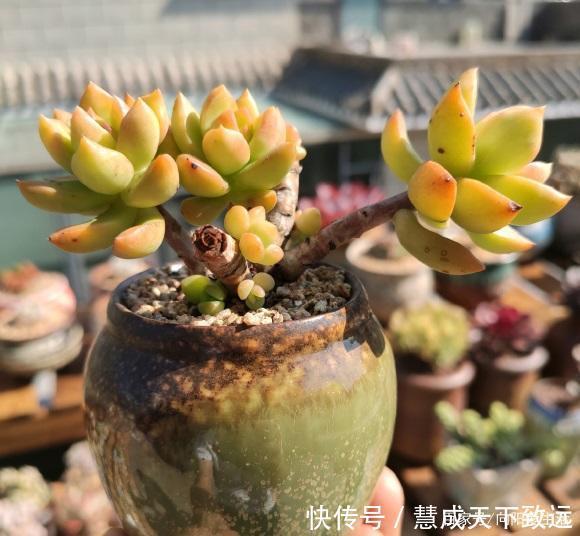 露天|高温季节,多肉选择露养最安全,浇水多注意,夏季不能浇太对