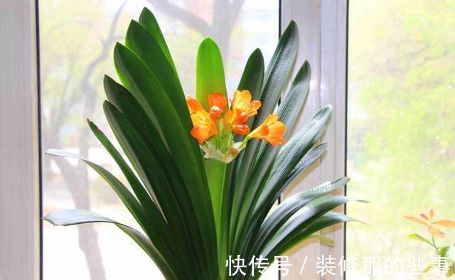 休眠期|夏季养殖君子兰，环境不同，浇水方式不一样，可别做错了