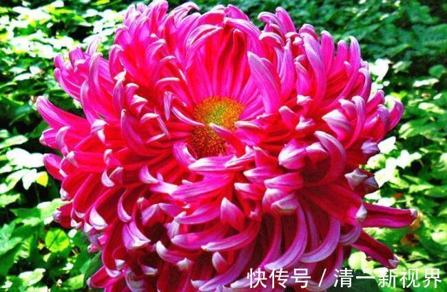 菊花|家里养花，不如养“珍稀名菊”绿乒乓，色如翡翠形似乒乓，美极了