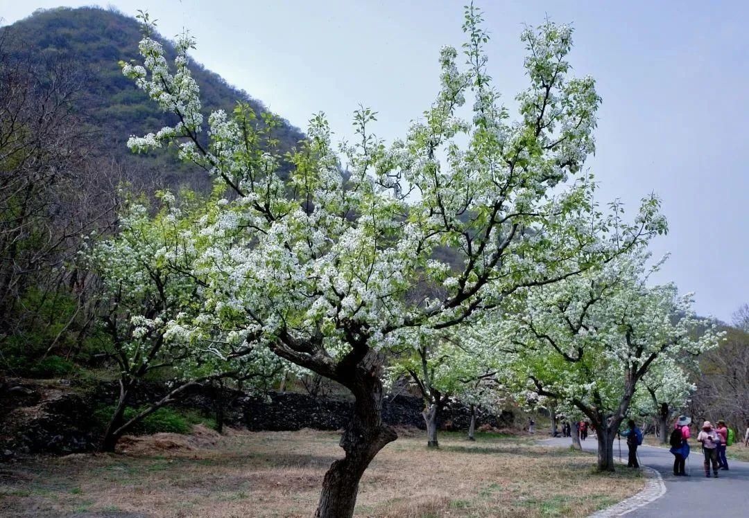 千树万树梨花开，东山梨园飘香