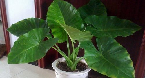 这4种花最“喜水”,水浇多了也不烂根,保证长得更好