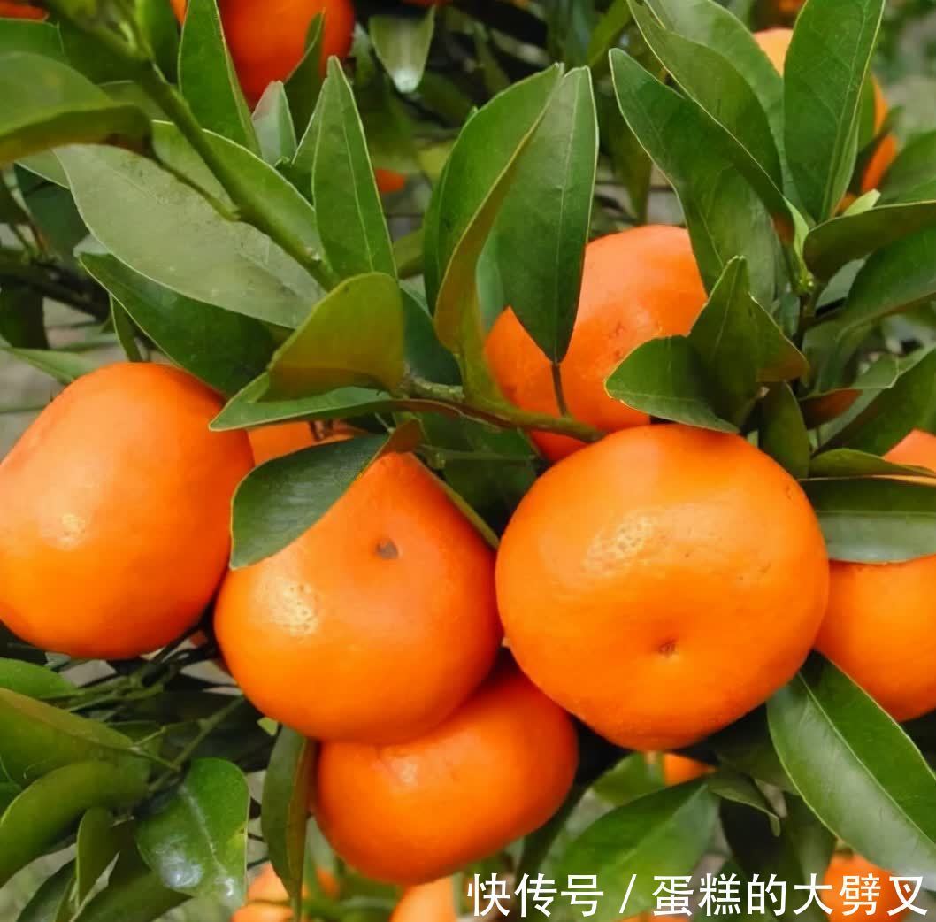 寓意|冬至快到了,3种“幸福果”放在客厅里,寓意福气东来福临居所