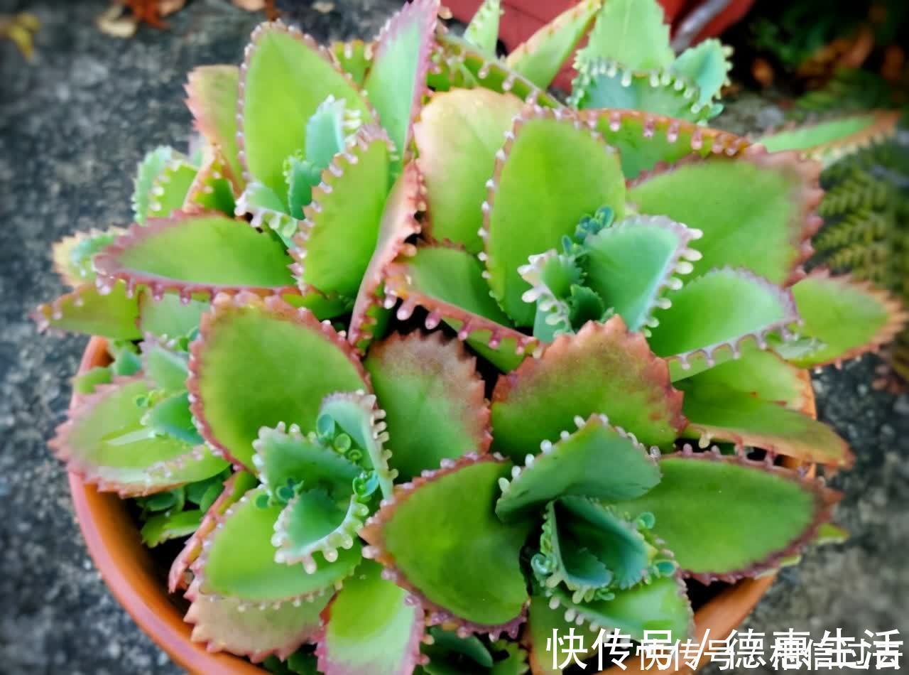 太阳|6种多肉好养活,夏天不休眠,晒晒太阳红彤彤,度夏也萌