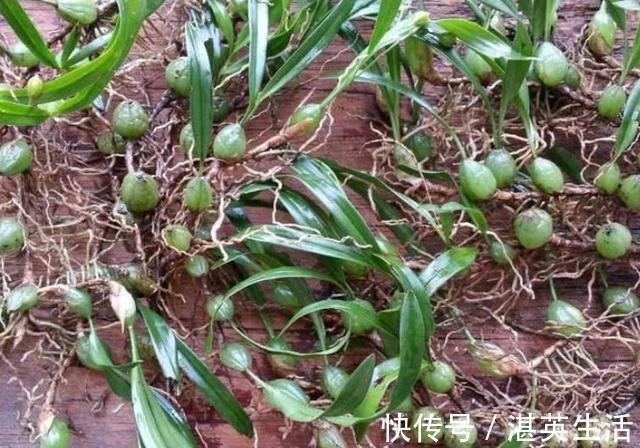 煲汤|农村这种野草专长在石头上,用来煲汤能“大补”,有钱也难买到!