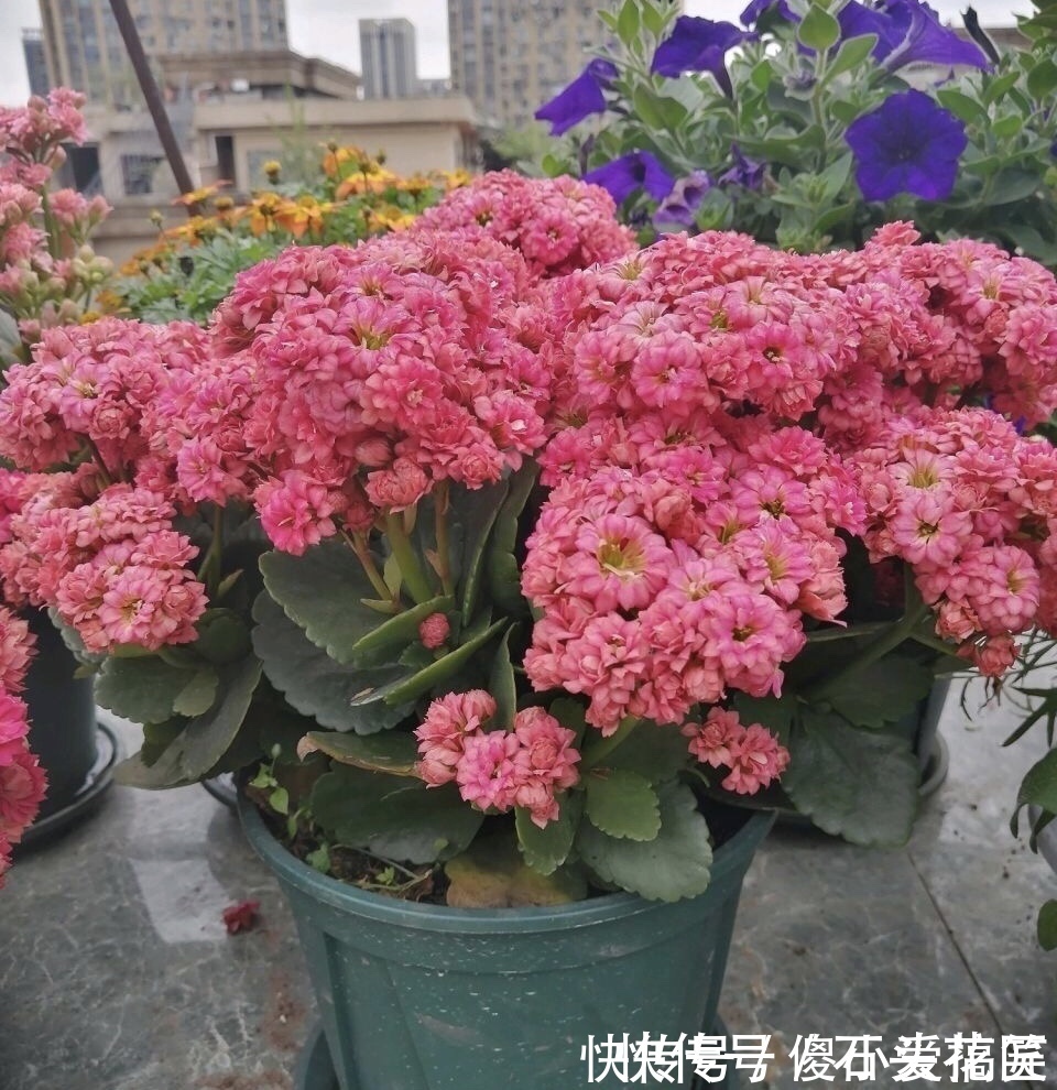 花友评选出6种“良心”好花,价格不高、花朵都是“高颜值”