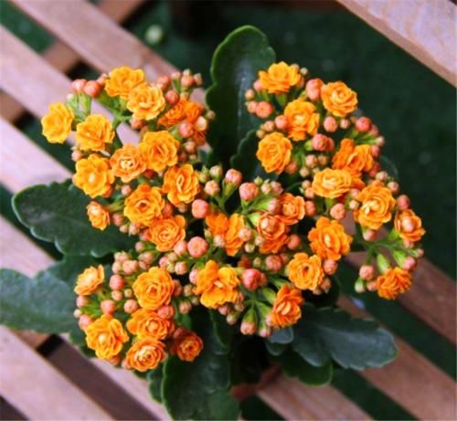 冬天长寿花有“5怕”，难怪落叶冻伤不开花，学会了叶子肥开花多