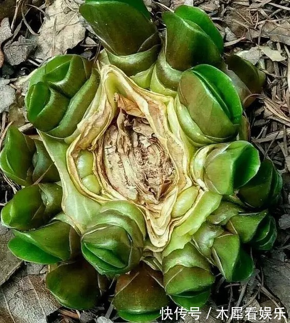 新手|快死的花这样剪,3天保证活,学会就是大神,新手想想就很激动