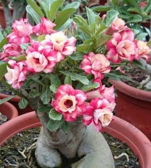 把5种花养在家里，一年四季都开花，真漂亮