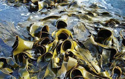 海带|忠告海带不能与此物同食,吃了就是没病找病,现在知道还来得及