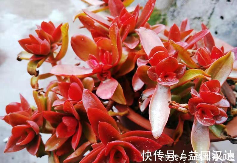 白粉病|多肉火祭算不算好品种？看完它的优点和缺点，我想大家自有定论