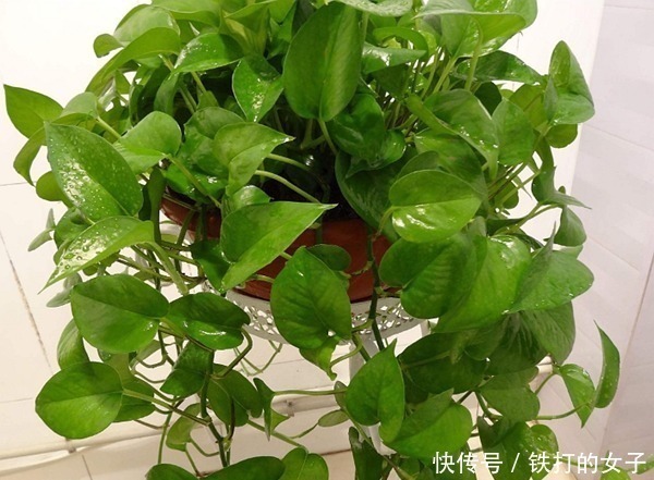 煞气|俗语“一颗绿萝七个鬼”，家中为什么不能放绿萝涨知识了！