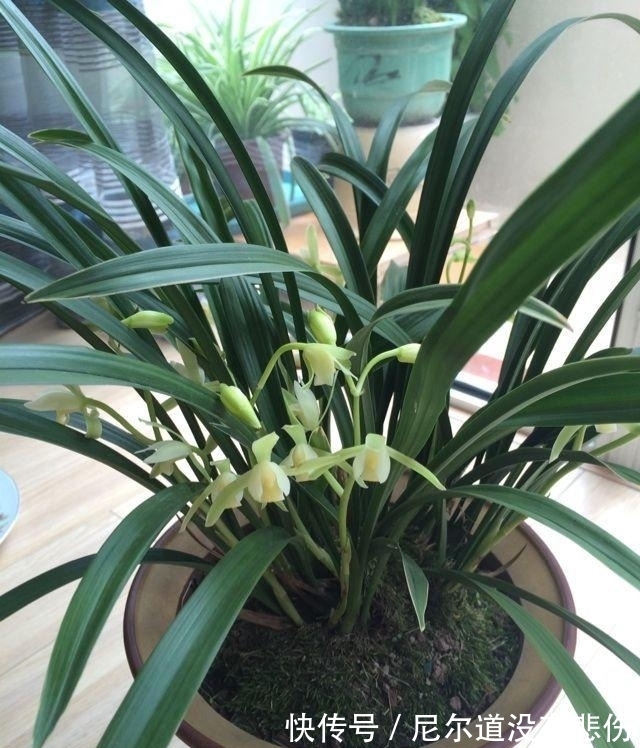 兰花瘦弱不长芽?4个细节做足,根系旺,品相好,新芽挤满盆