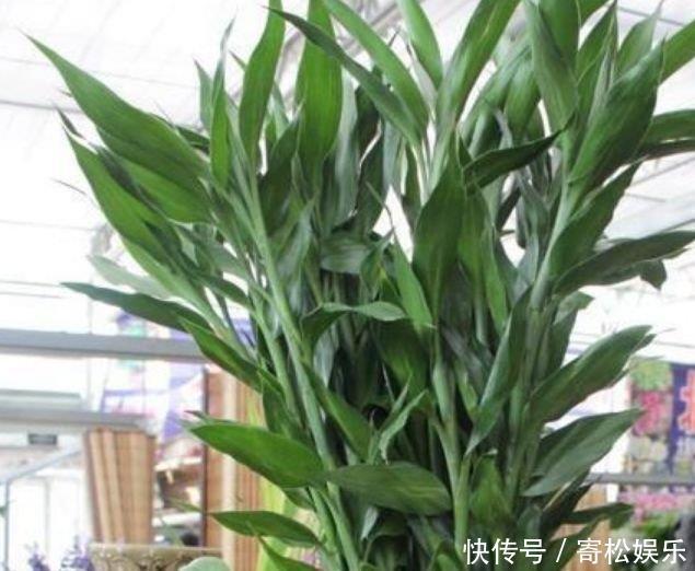 现在就养3种花,好养招财又旺人,人旺事业顺,财源滚滚!