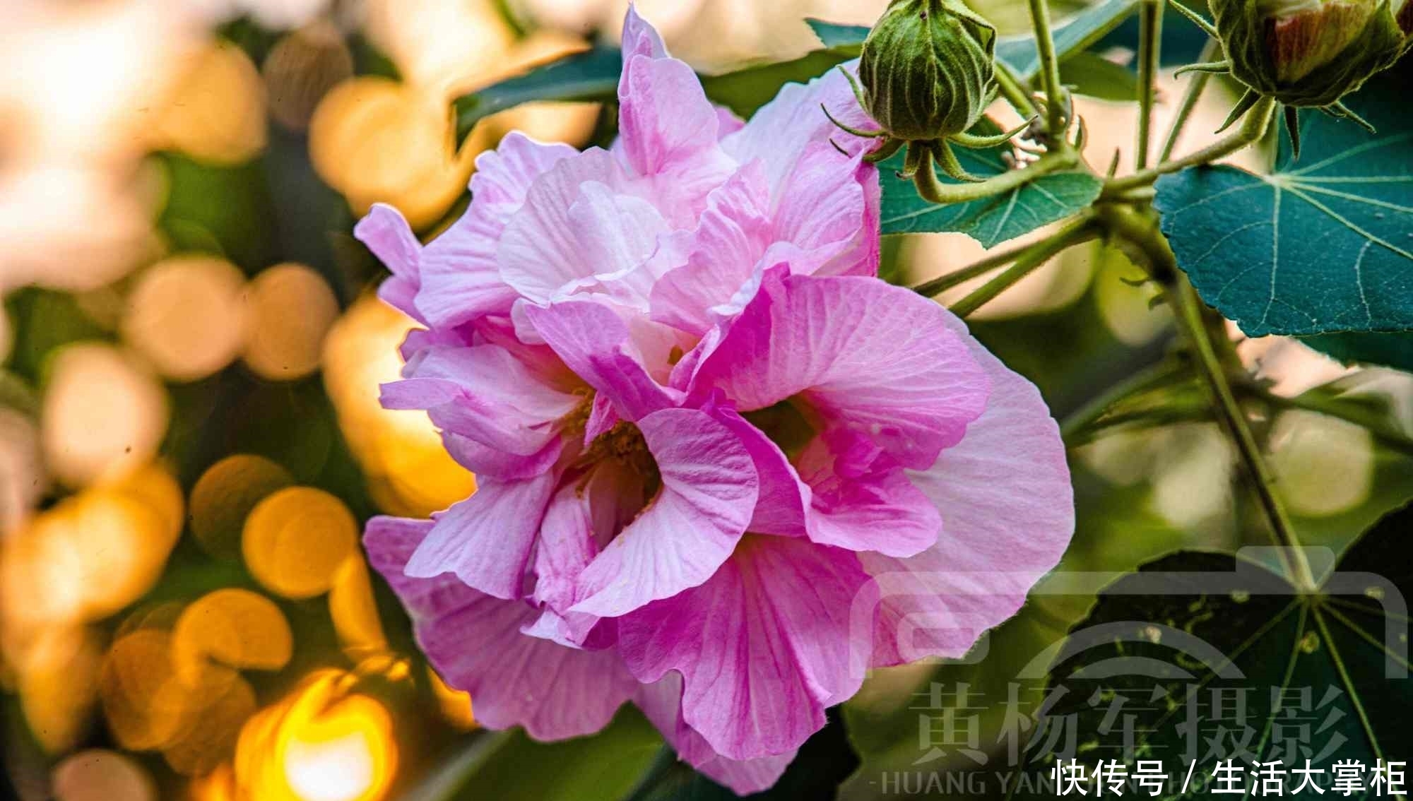 娇艳|夕阳下娇艳盛开的芙蓉花，十一月绿叶中娇美的花朵非常漂亮