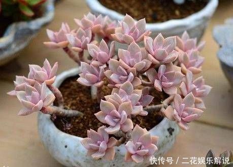 多肉植物不长个教你一个小技巧,呼呼冒出一堆新芽