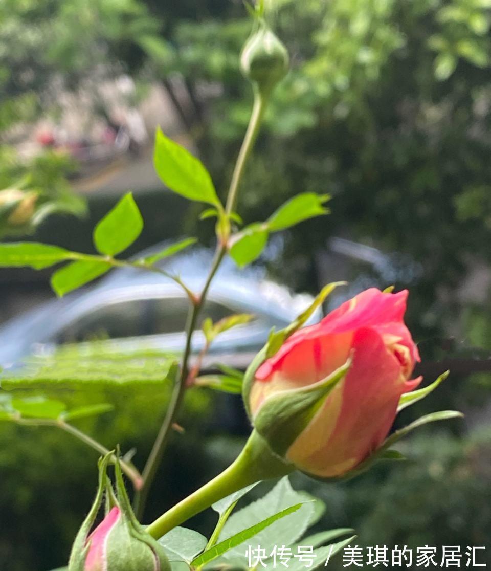 肥料|秋天，家里这4种花要施肥了，盆土更肥沃，枝叶多花更多