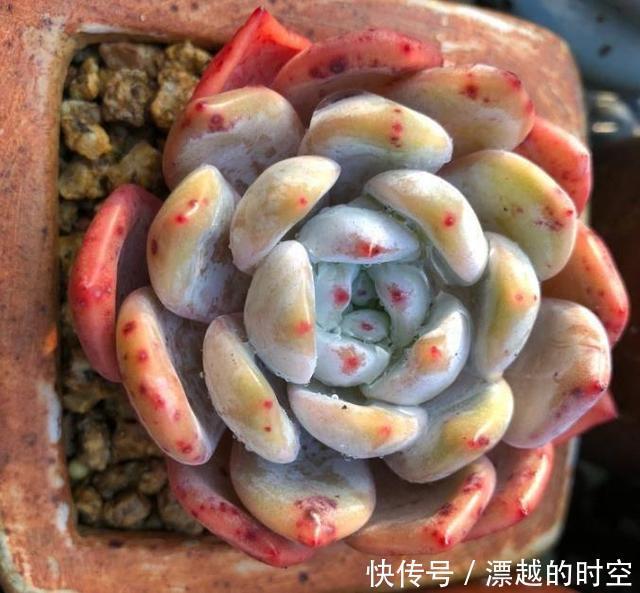 养花|夏天养花,别做几种“险事”,避免养一盆烂一盆