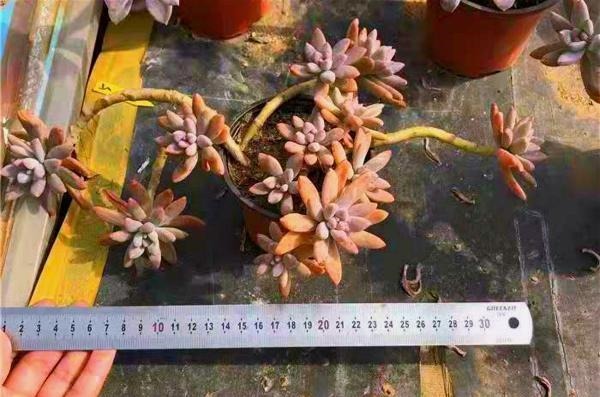 12种值得珍藏的多肉,越老越美丽,养成老桩才值钱