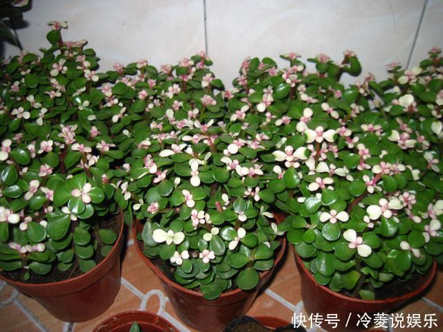 株型精致易培养成老桩,学会这4点,自己在家扦插“金枝玉叶”