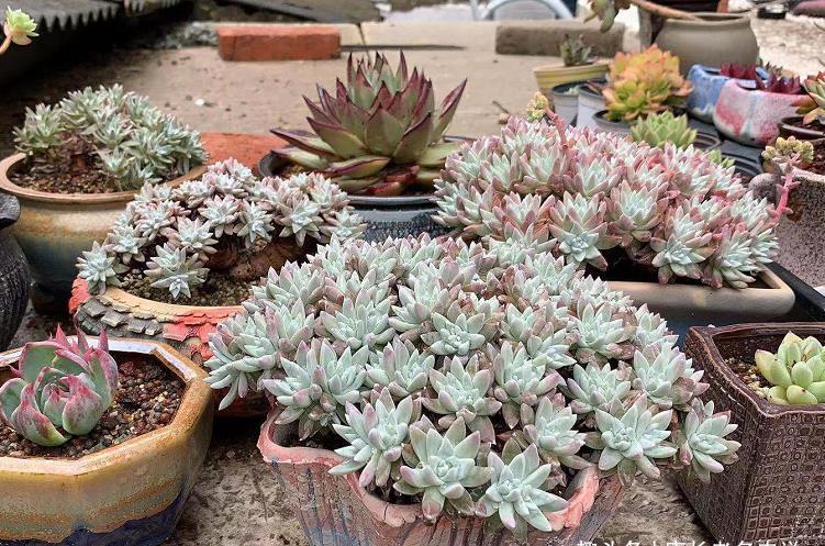 老桩|仙女杯属的所有多肉在夏季都会休眠，要懂得养护方法才能顺利度夏